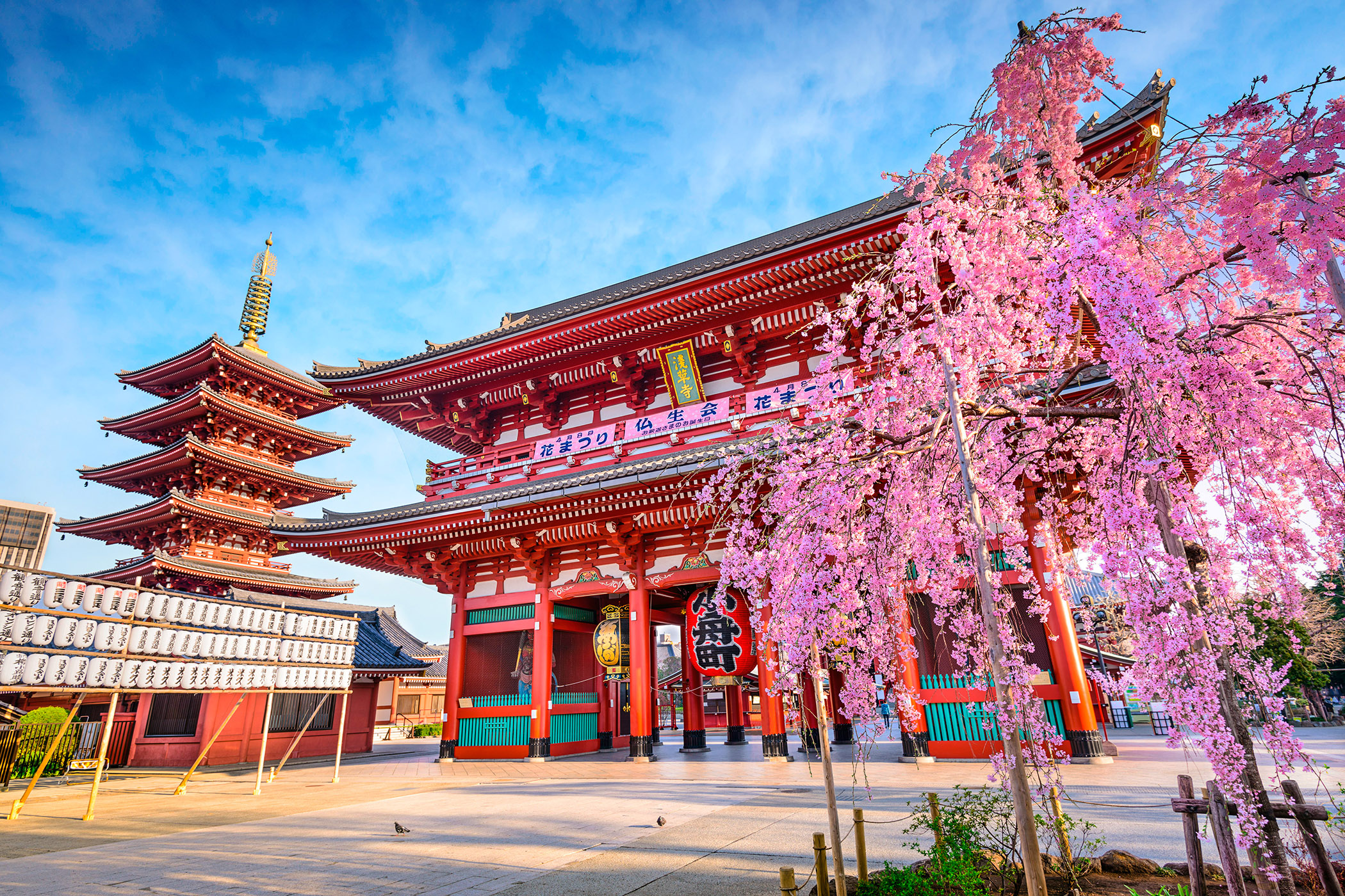Sensoji Temple and cherry blossoms in Tokyo, Japan